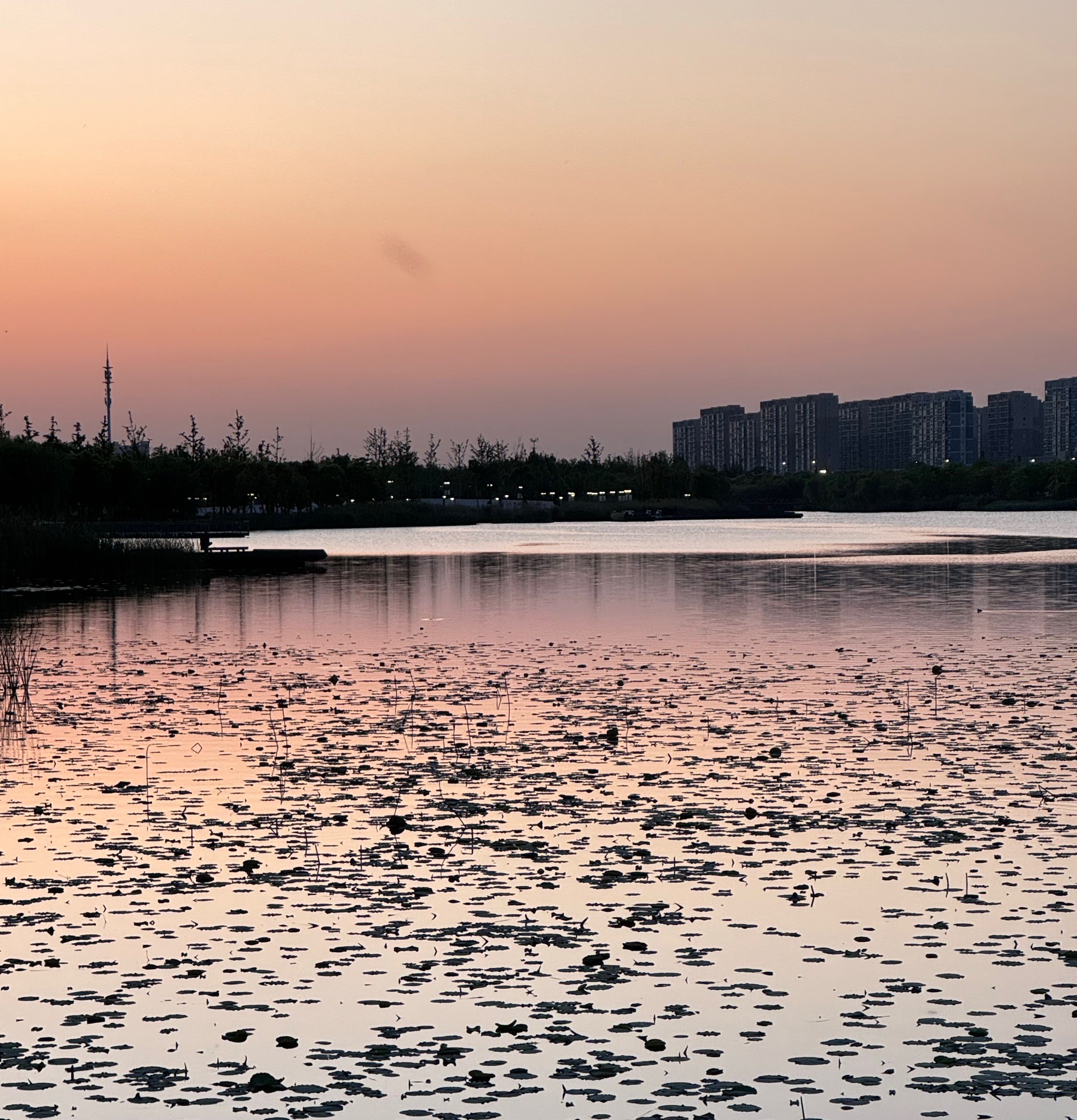 启东银洲希尔顿逸林酒店-官方