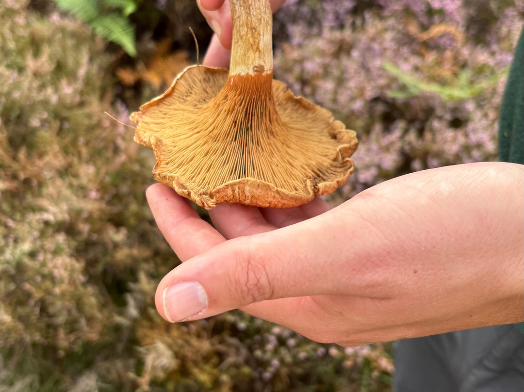 Hepple Wilds Estate-Rothbury必去景点
