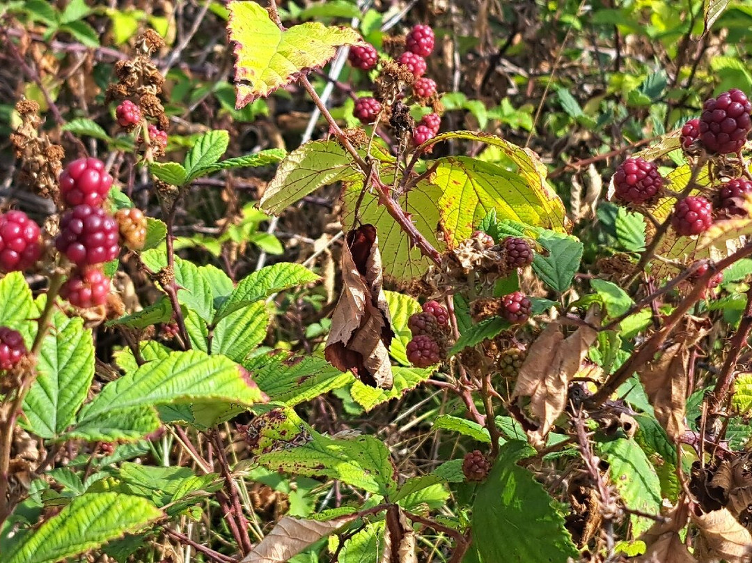 Site d'Arjuzanx-Arjuzanx必去景点