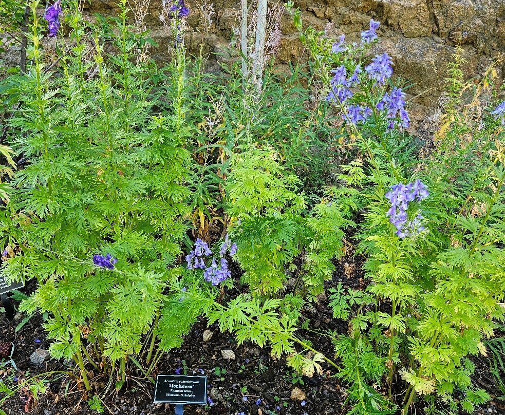 Mrs. Walsh's Garden-埃斯蒂斯公园必去景点