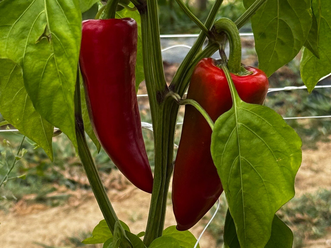 L'Atelier du Piment-Espelette必去景点