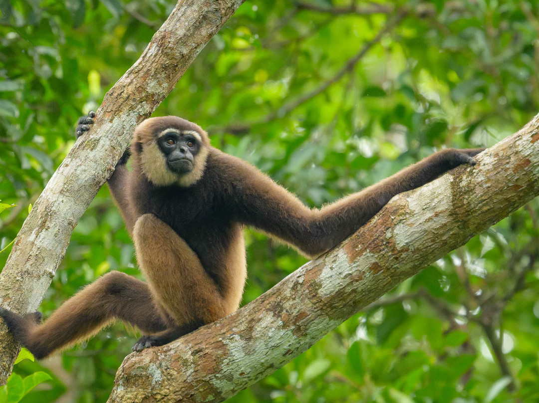 Orangutan Trekking Tours-Pangkalan Bun必去景点