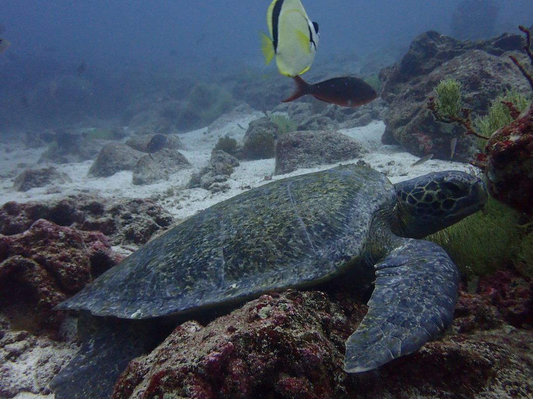 Scuba Iguana-阿约拉港必去景点
