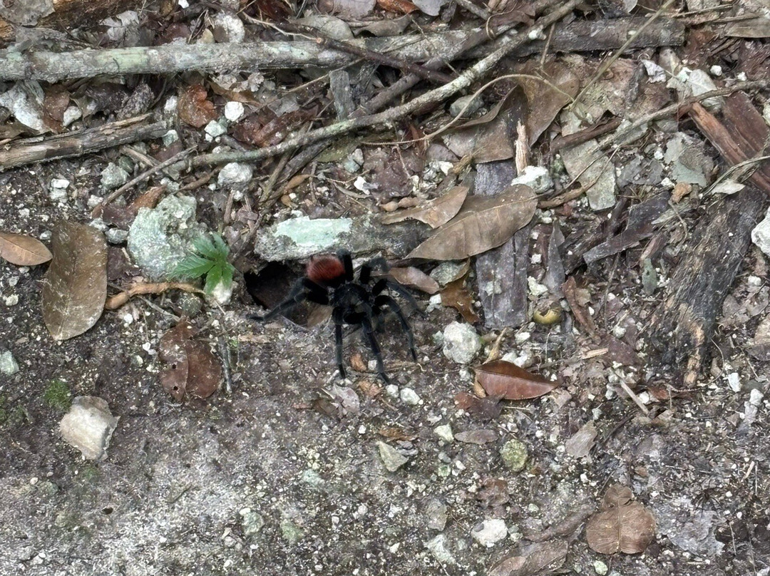 DANTA TOURS-Xpujil Town必去景点