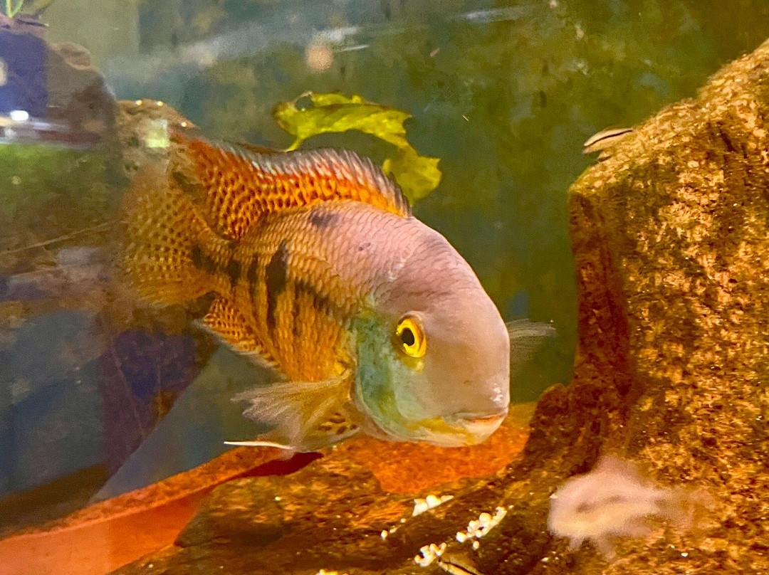 Cercle Aquariophile Du Calaisis-加莱必去景点