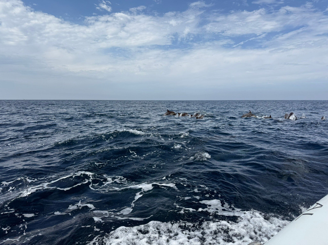 SoCal Whale Watching-长滩必去景点