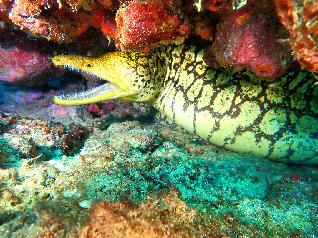 Buceo La Graciosa-Caleta de Sebo必去景点