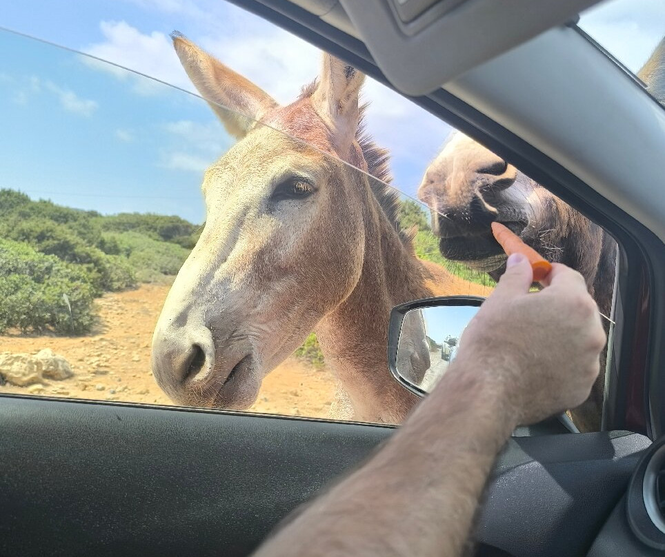 Dipkarpaz Milli Parki - Karpaz National Park Wild Donkey Protection Area-法玛古斯塔必去景点