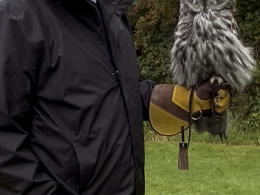 Killarney Falconry-基拉尼必去景点