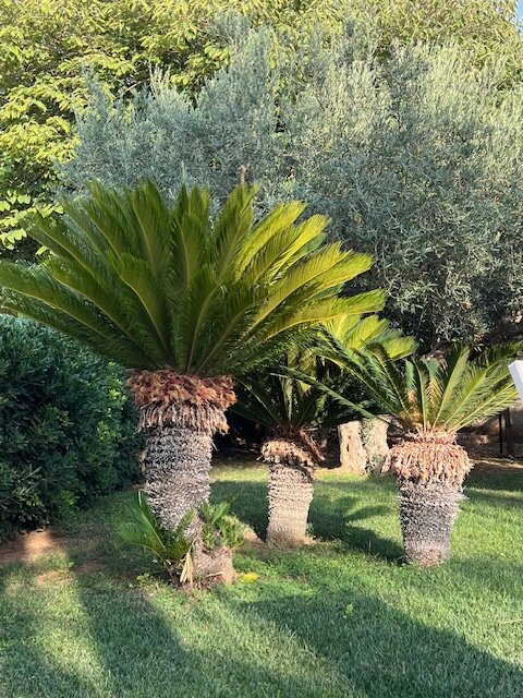 Borgo Pida-官方