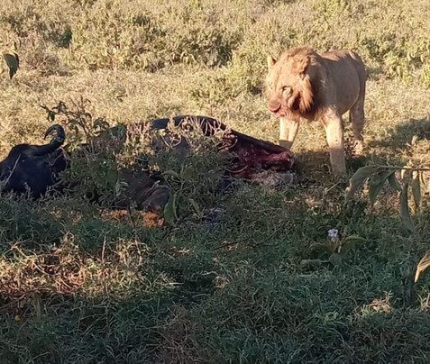 2 Days and 1 Night Amboseli Safari from Nairobi-Karen必去景点