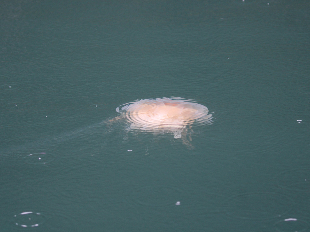 Seward Ocean Excursions-苏厄德必去景点