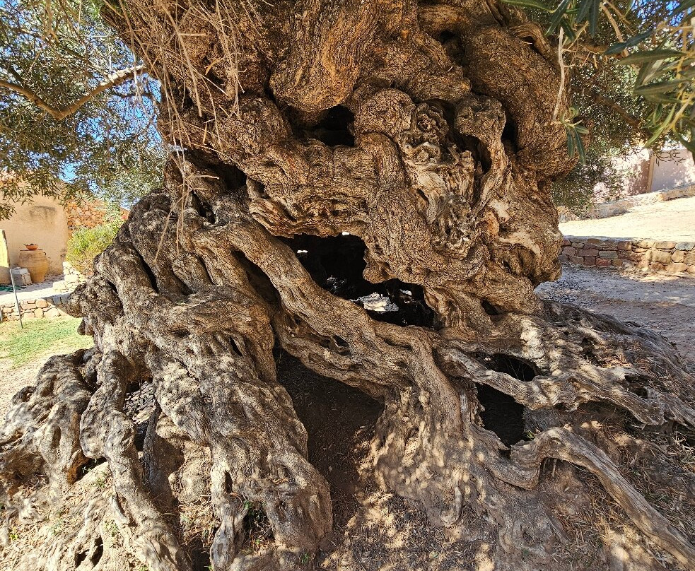 Olive Tree Museum of Vouves-Vouves必去景点