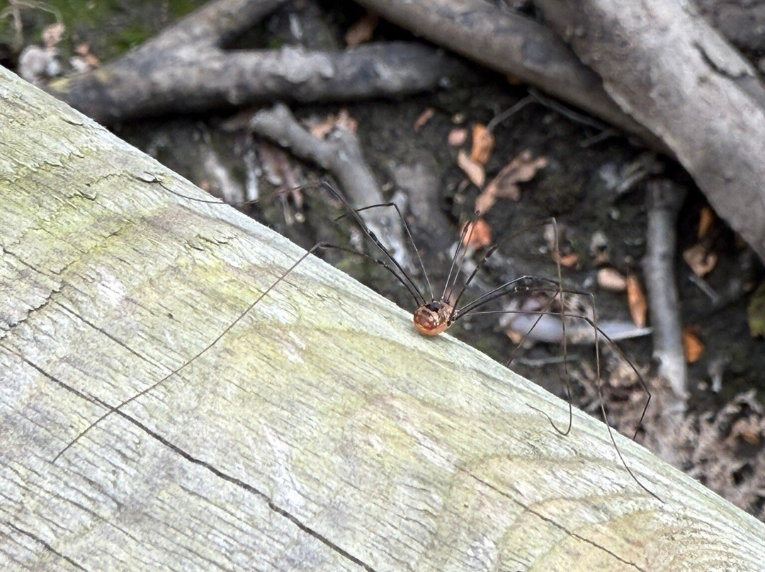 Burnham Beeches-Farnham Common必去景点