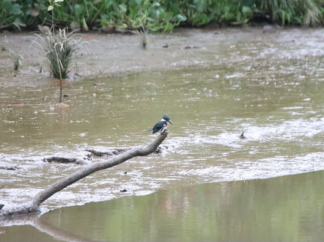 Kokopelli Wildlife Tours-Sierpe必去景点