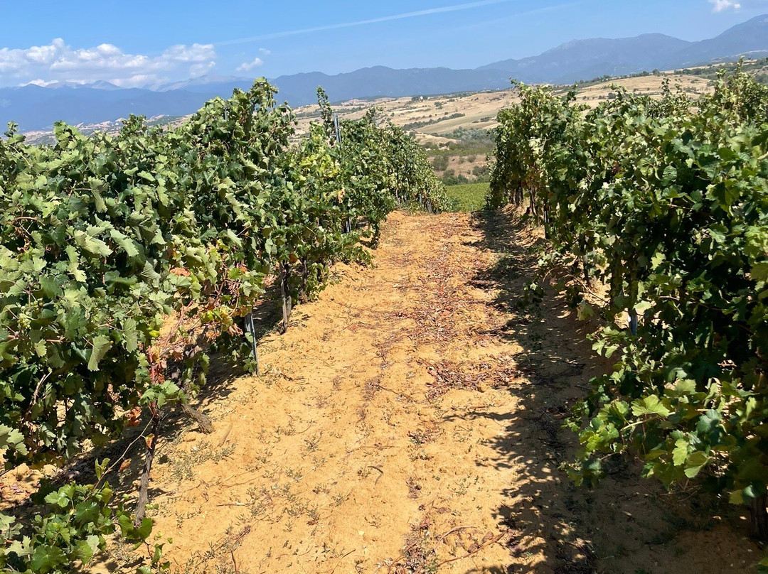 Wine Tours Rupel-梅尔尼克必去景点