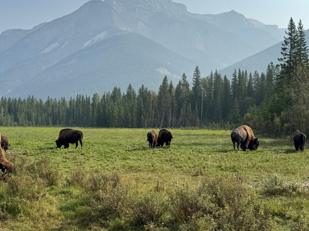 Rocky Mountain Buffalo Ranch & Guest Cabins-戈尔登必去景点