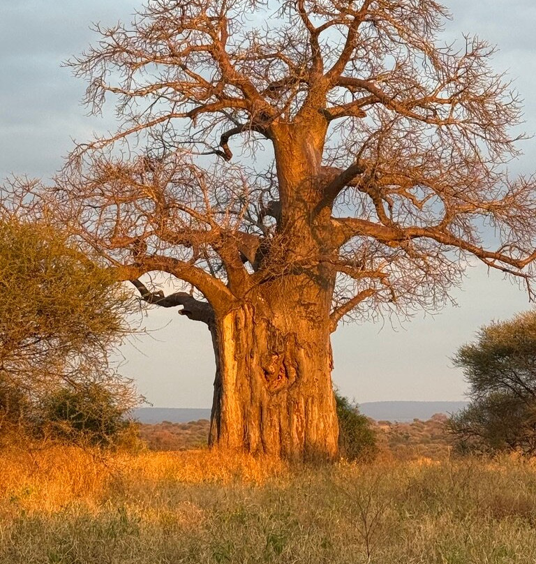 Utopia safaris-阿鲁沙必去景点