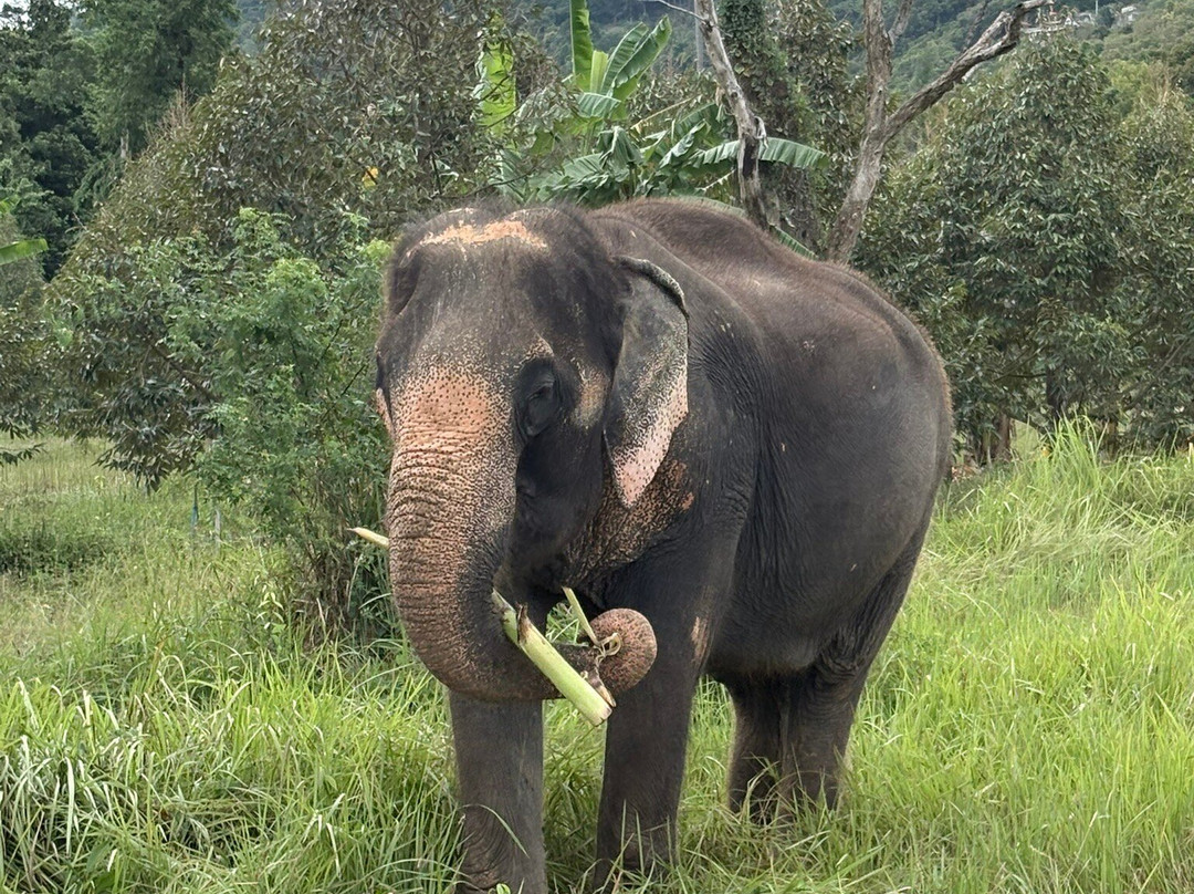 Samui Elephant Sanctuary-波普特必去景点