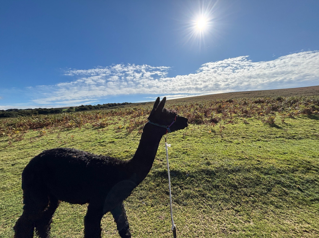 Lydford Gorge Alpacas-Lydford必去景点