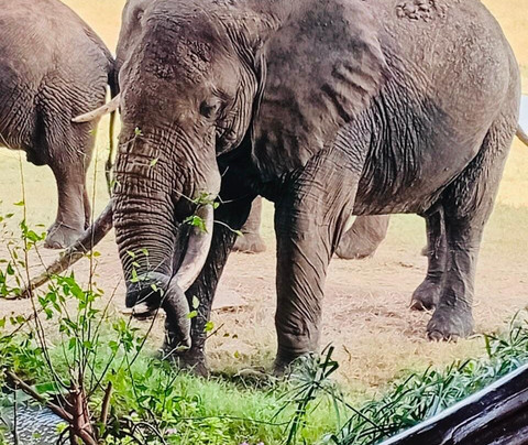 Flying Dove Tours-蒙巴萨必去景点