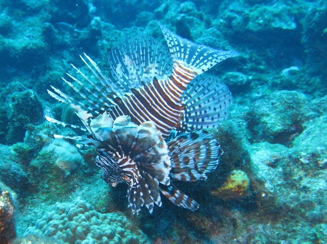 Seafari Turkoise - Dive Center-普罗维登西亚莱斯必去景点