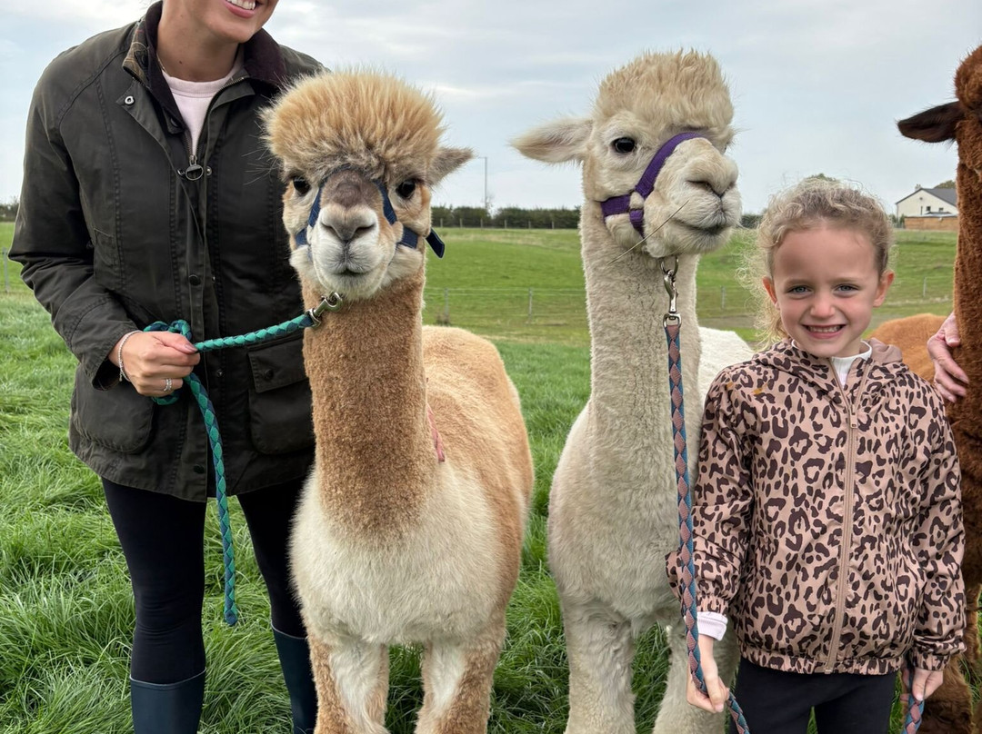 Natterjack Alpacas-Ormskirk必去景点