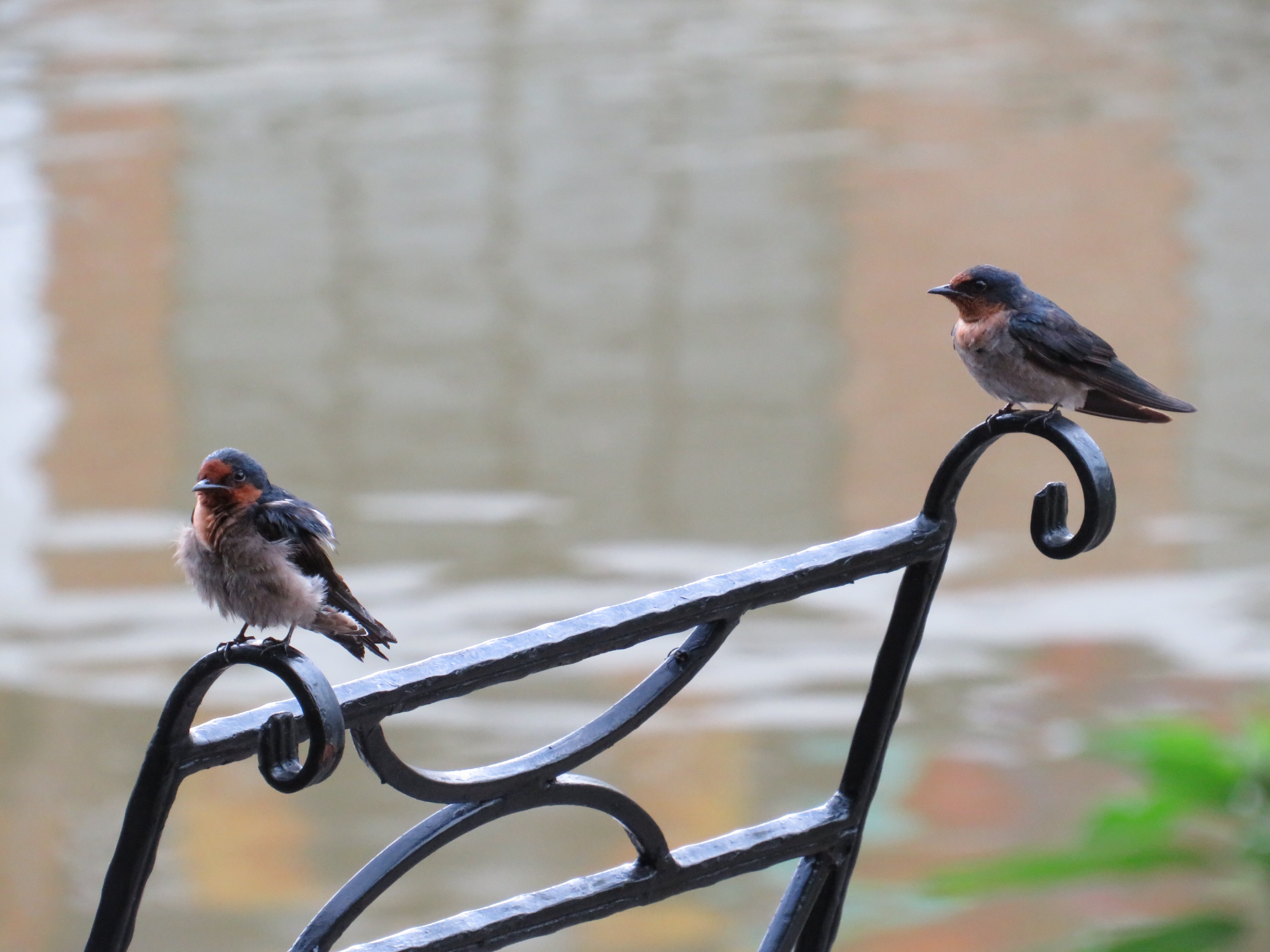 西必洛克自然度假村-浴室