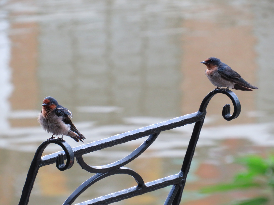 西必洛克自然度假村主图