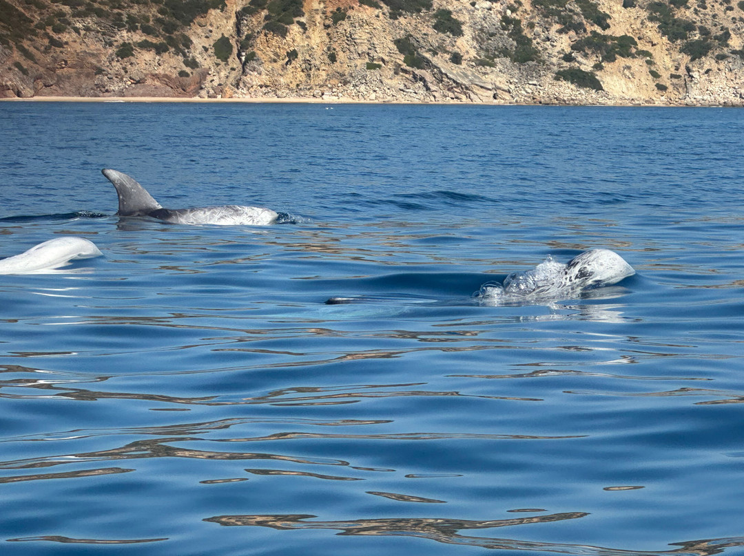 Salema Tours-Salema必去景点