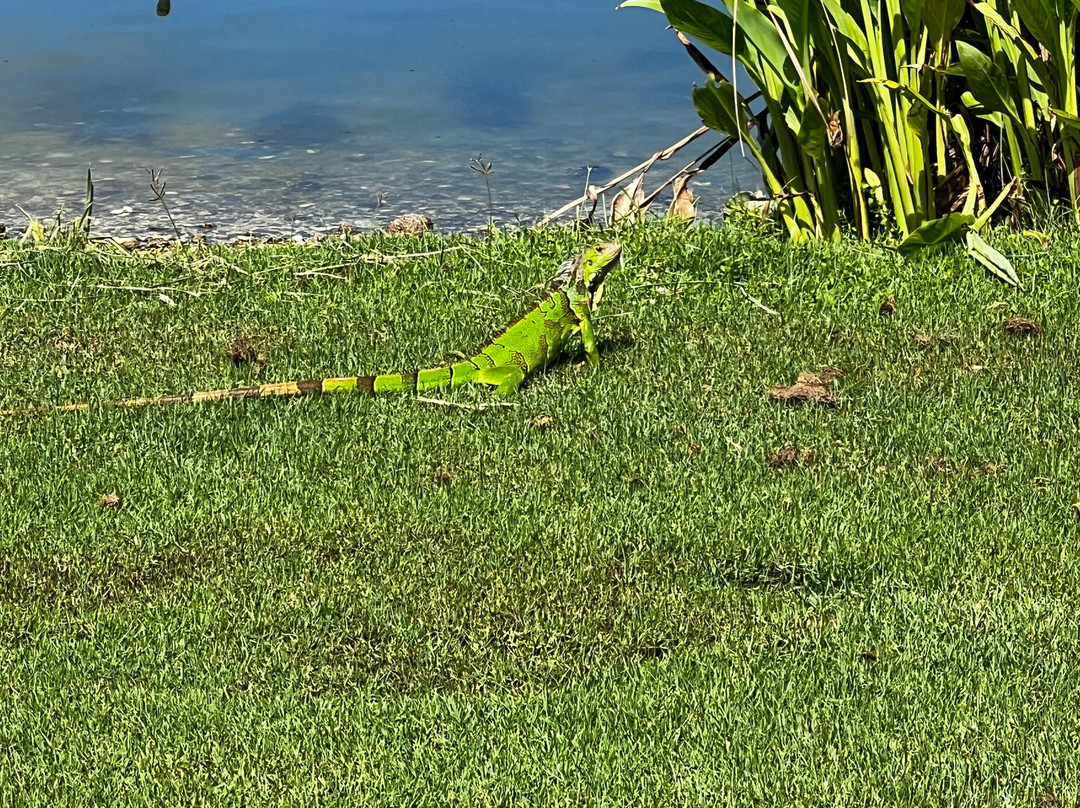 Key West Golf Club-基韦斯特必去景点