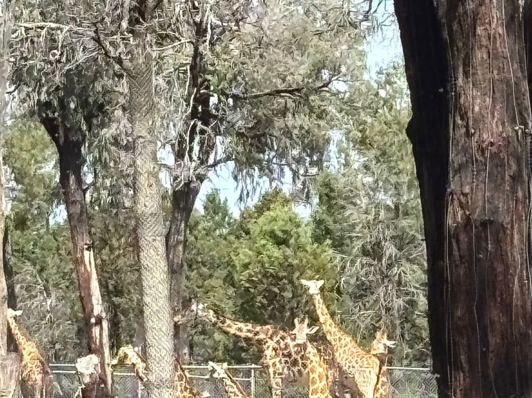 Taronga Western Plains Zoo-达博必去景点