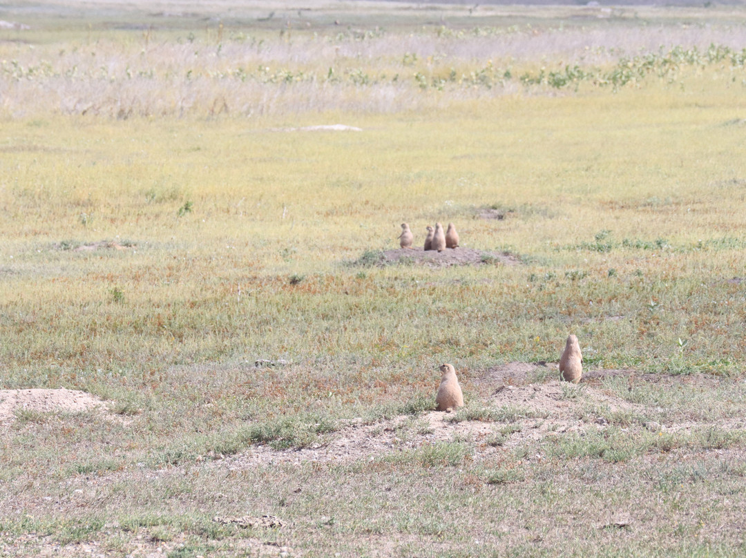 Roberts Prairie Dog Town-恶地国家公园必去景点