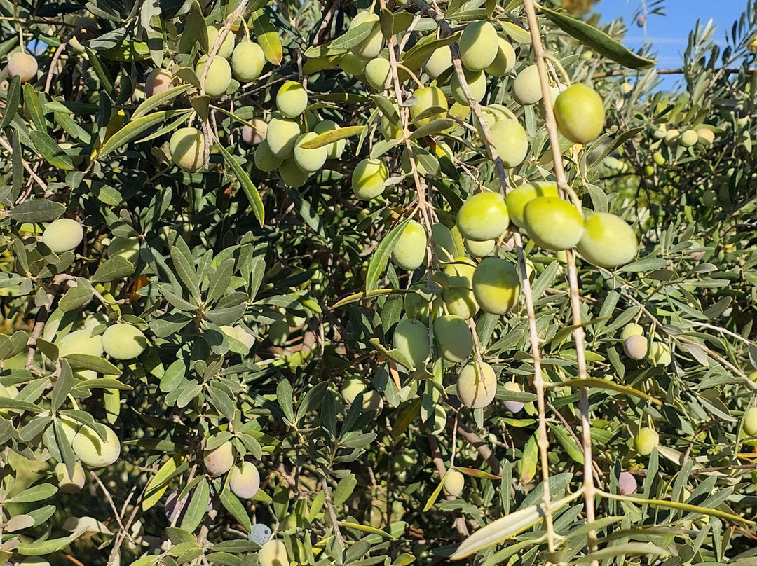 Albatros Beach Butik Otel