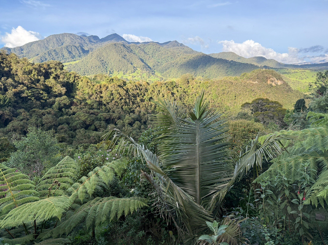 La Gloria Reserva Forestal主图