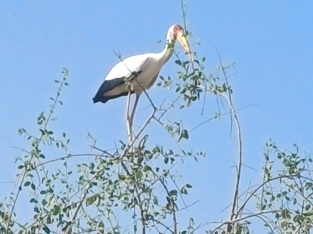 朱吉鸟类保护区-圣路易必去景点