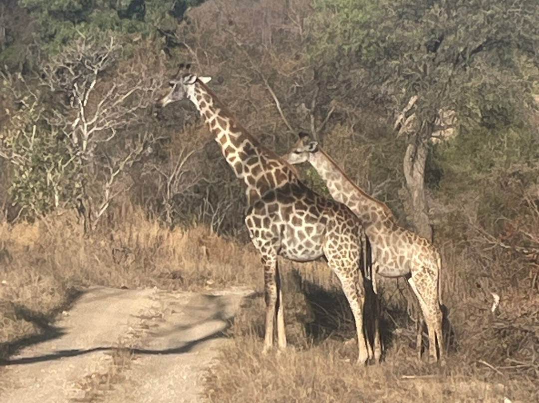 Wild Insight Safaris-Hluvukani必去景点