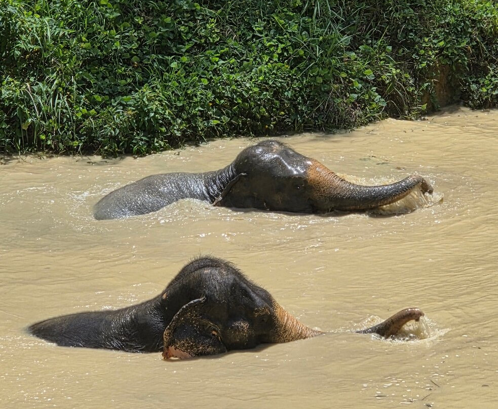 Hidden Forest Elephant Reserve-查龙必去景点