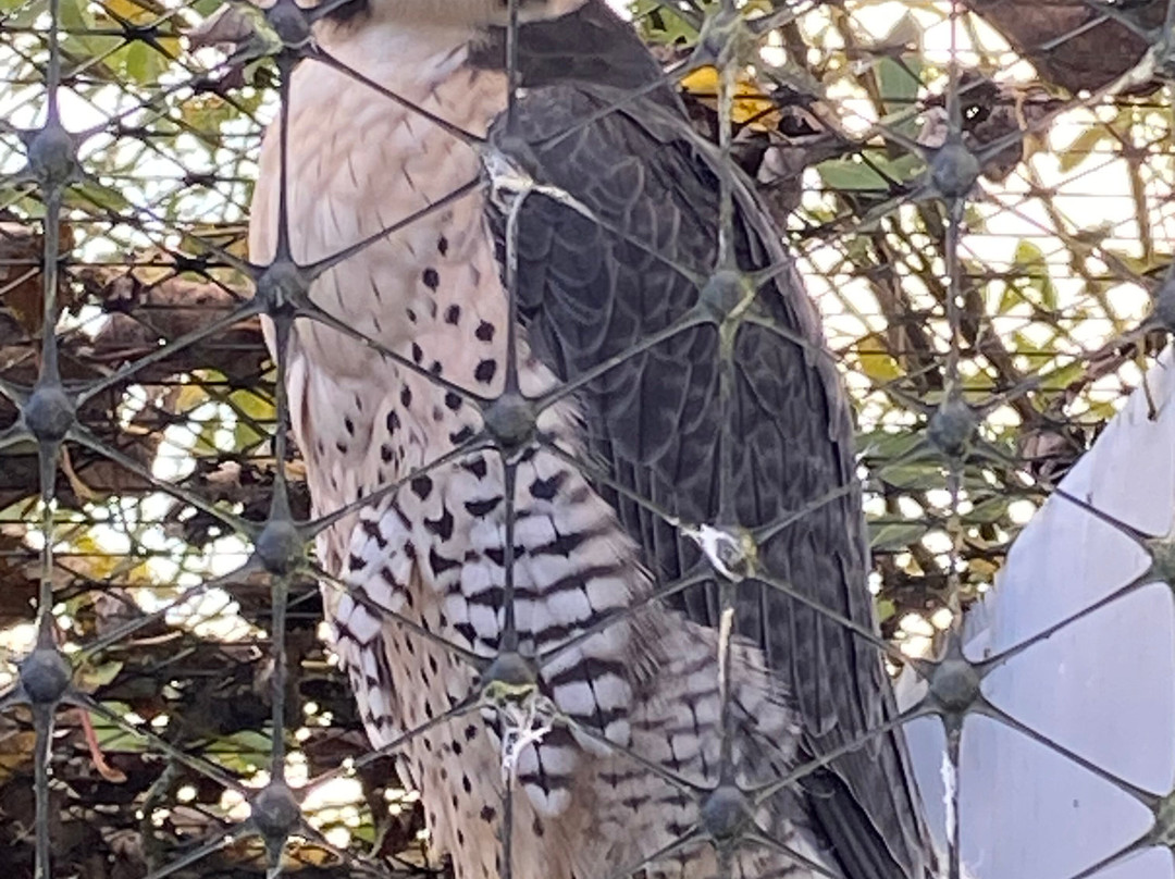 Falconry Days-赫克瑟姆必去景点