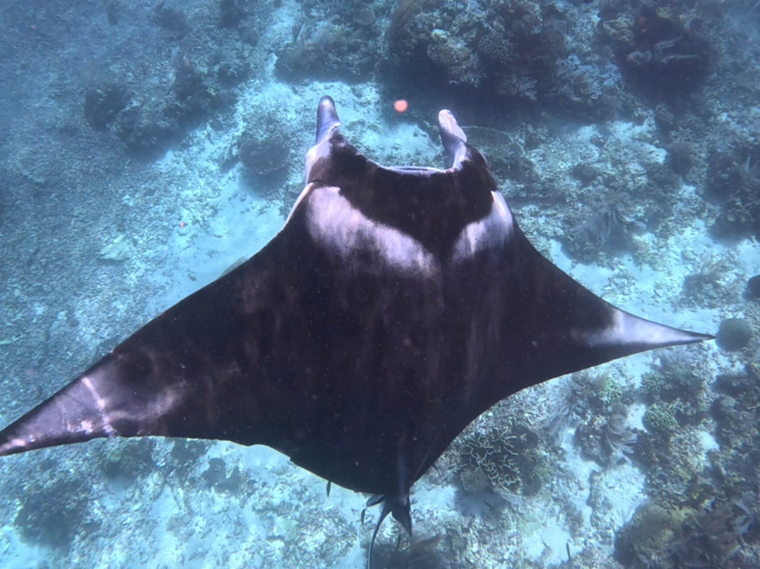 Captain Komodo-Labuan Bajo必去景点