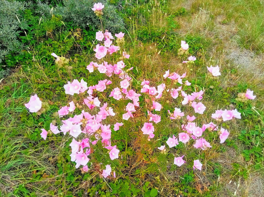 Nationaal Park Schiermonnikoog-Schiermonnikoog必去景点