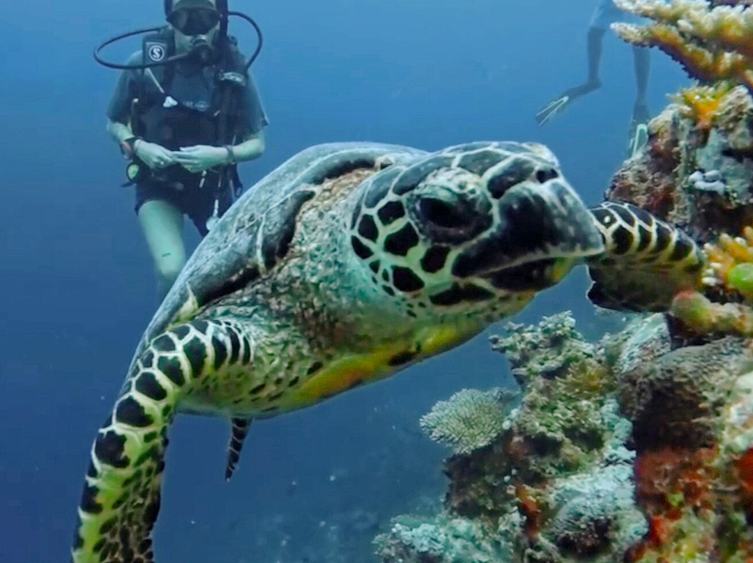 Island Divers-迪古拉赫岛必去景点
