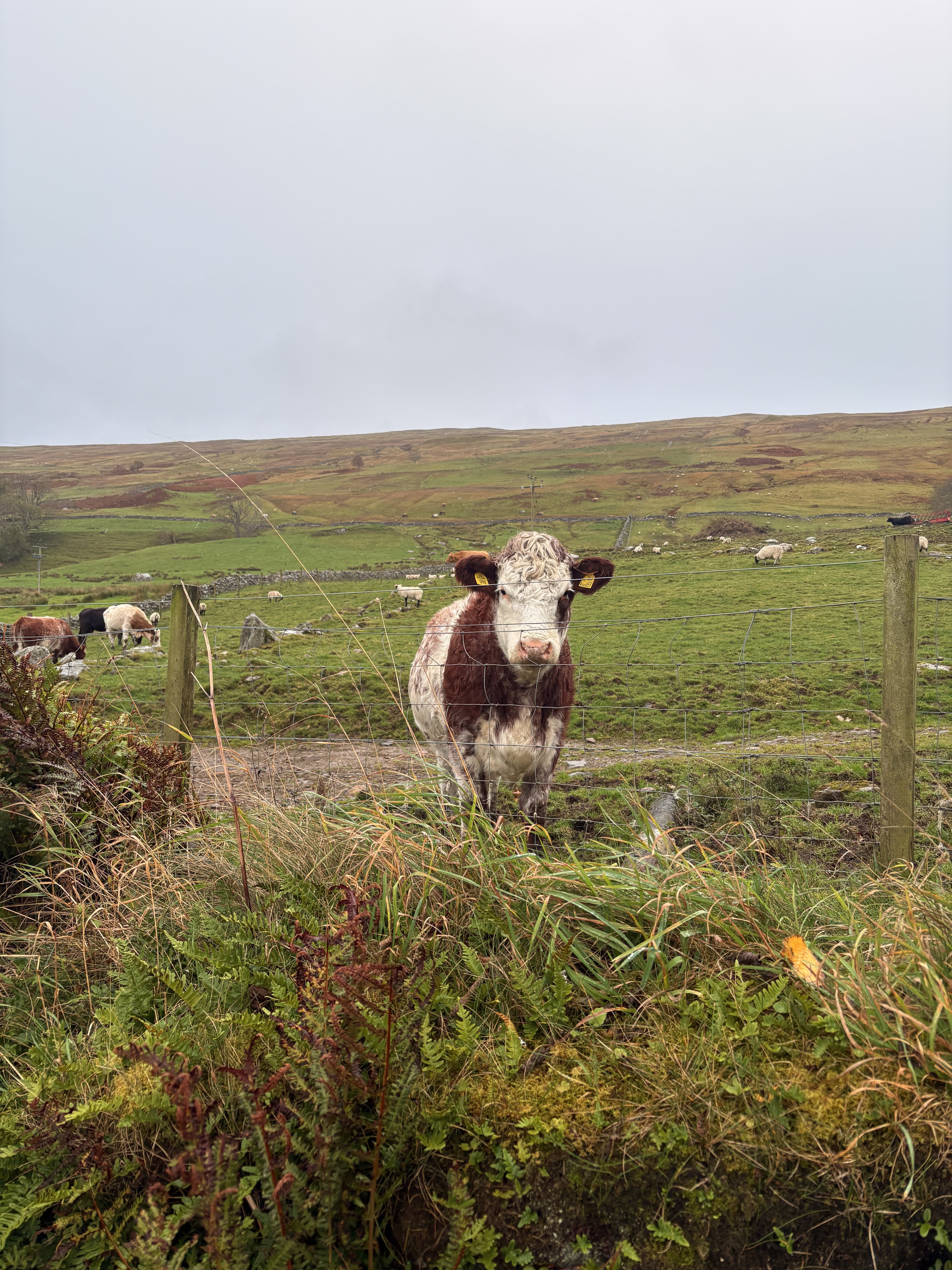 Ardeonaig Hotel-官方