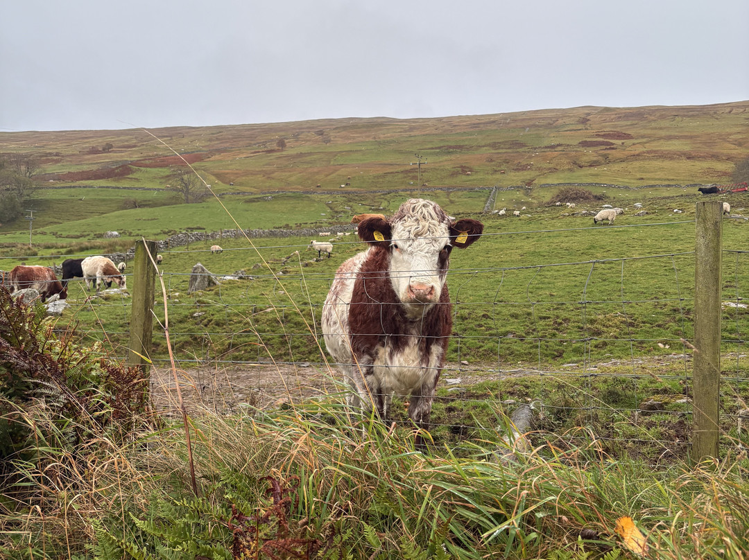 Ardeonaig Hotel主图