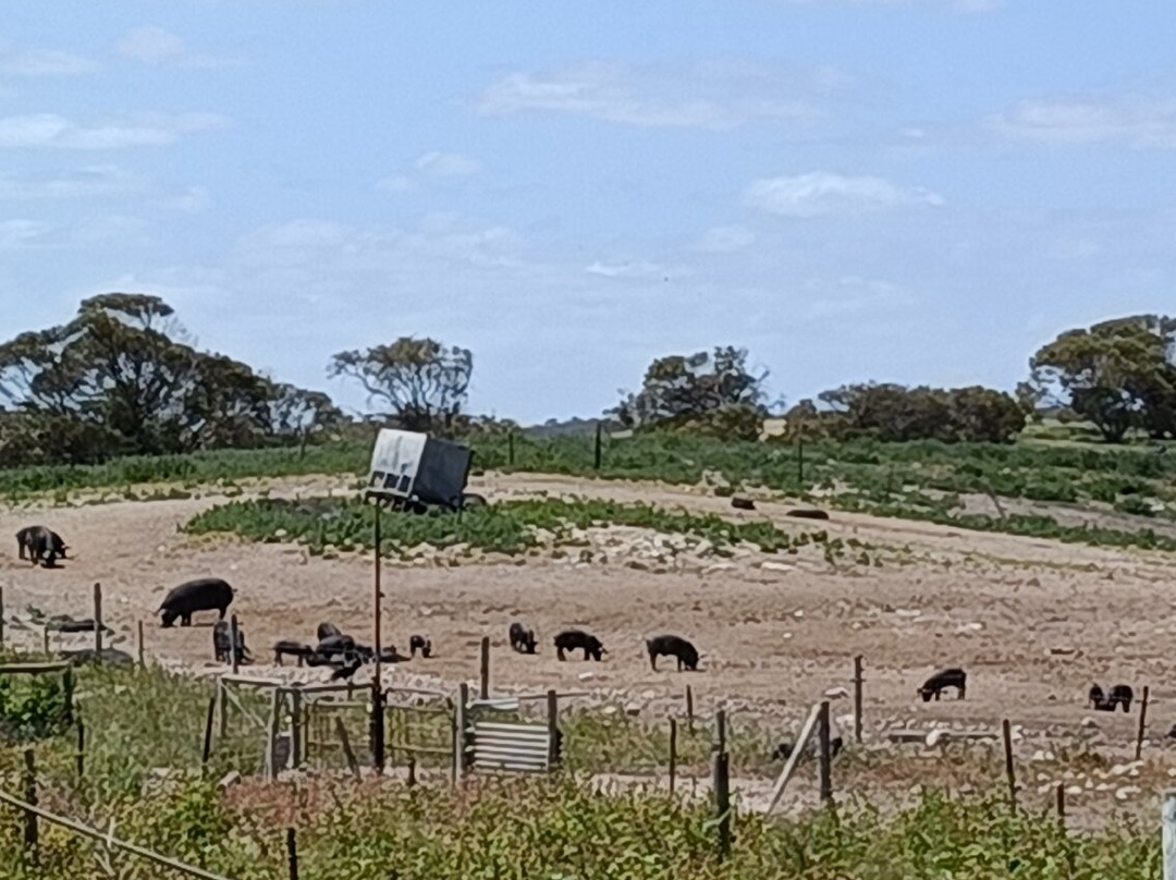 Minniribbie Farm-Wangary必去景点