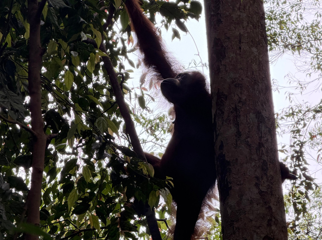 Bukit Lawang Jungle Trekking-武吉拉旺必去景点