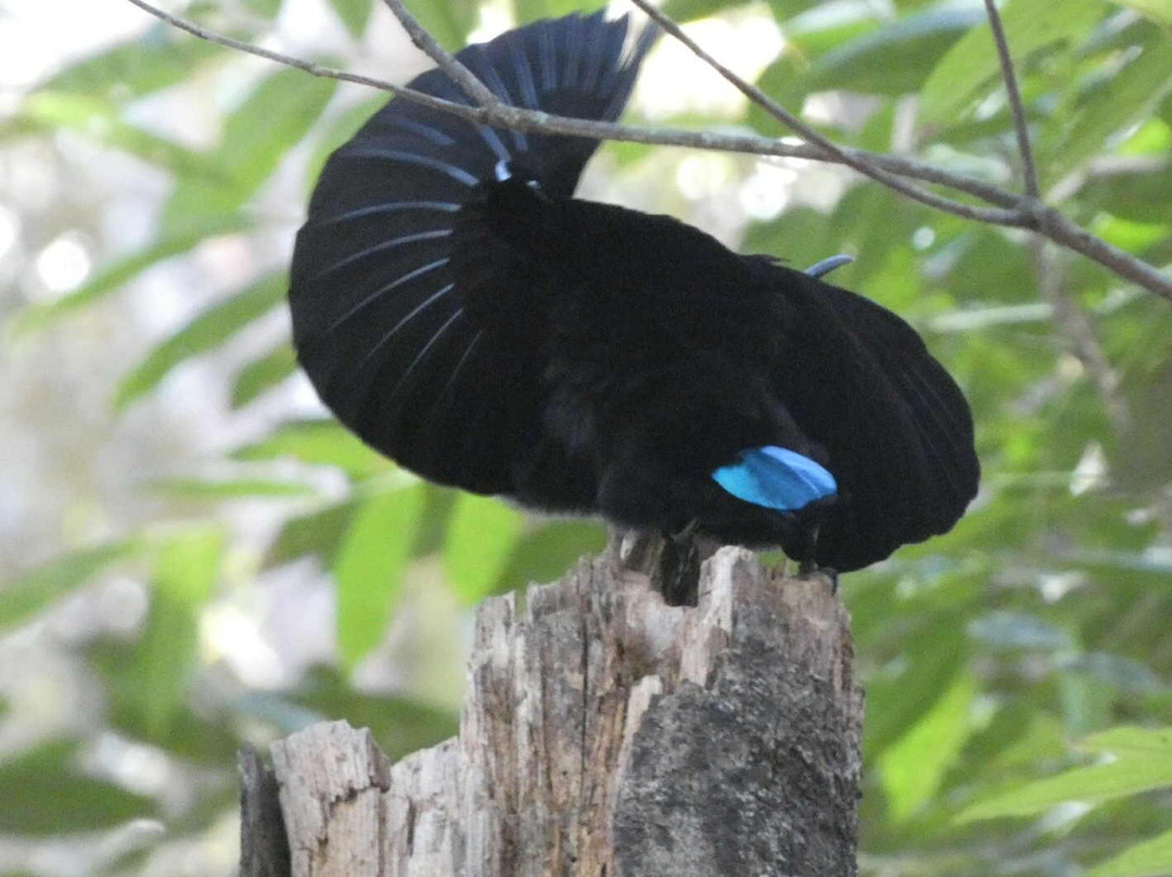 FNQ Nature Tours-凯恩斯必去景点