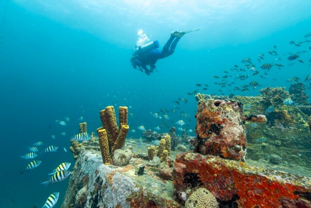 Eco Dive-St. George's必去景点