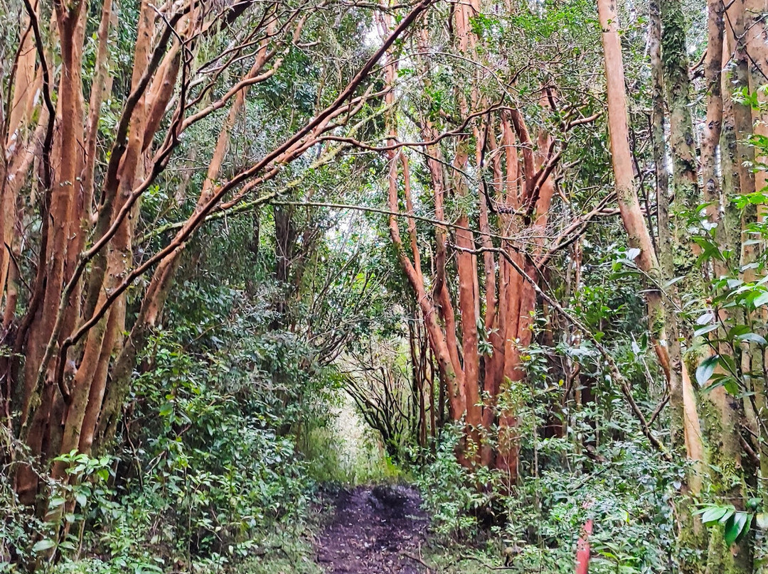 Parque Tepuhueico-Chonchi必去景点