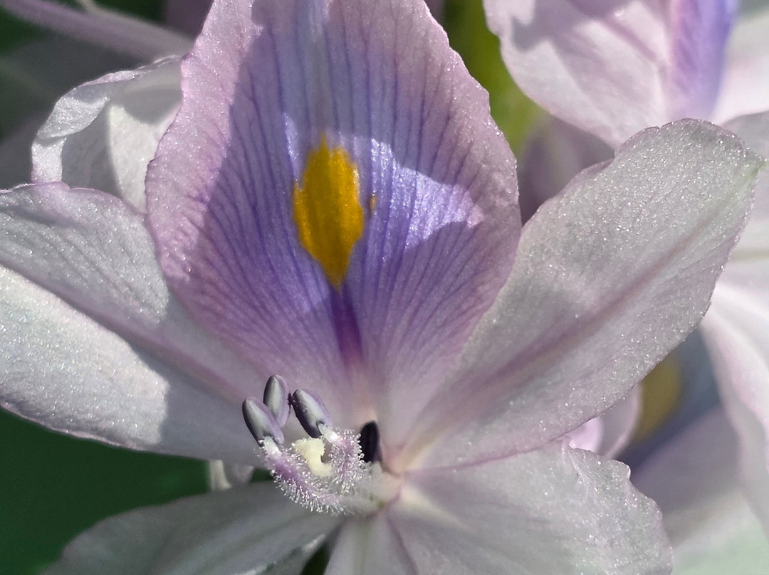 Kalametiya Eco Bird Watching-Kalametiya必去景点